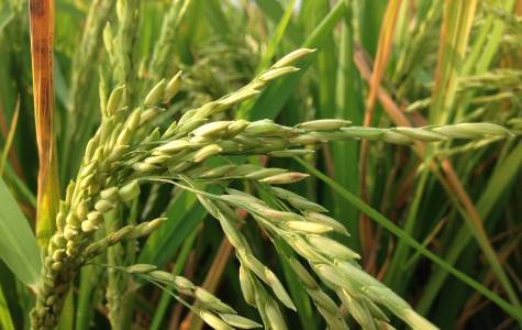 EVFTA, yêu cầu, thách thức và cơ hội cho sản xuất lúa...