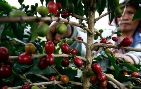 Cuộc chạy đua cà phê robusta bắt đầu được hâm nóng